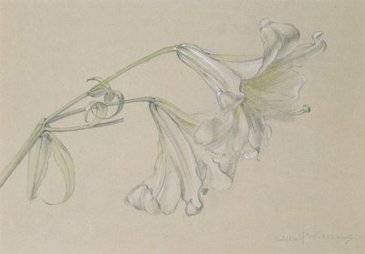 Lily by Albert Williams